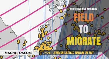 Magnetic Marvels: How Birds Navigate Earth's Invisible Migration Paths