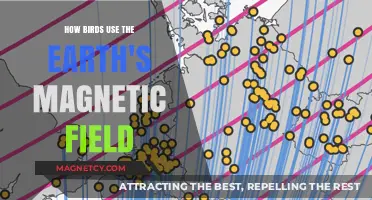 Earth's Magnetic Field: How Birds Navigate Invisible Pathways