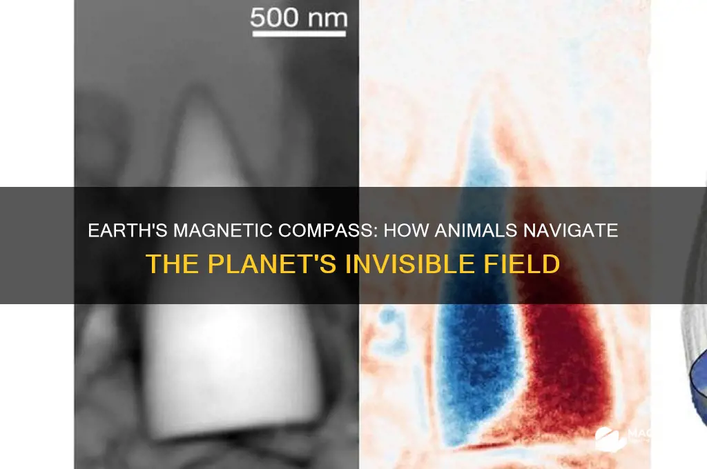 how do animals use earth