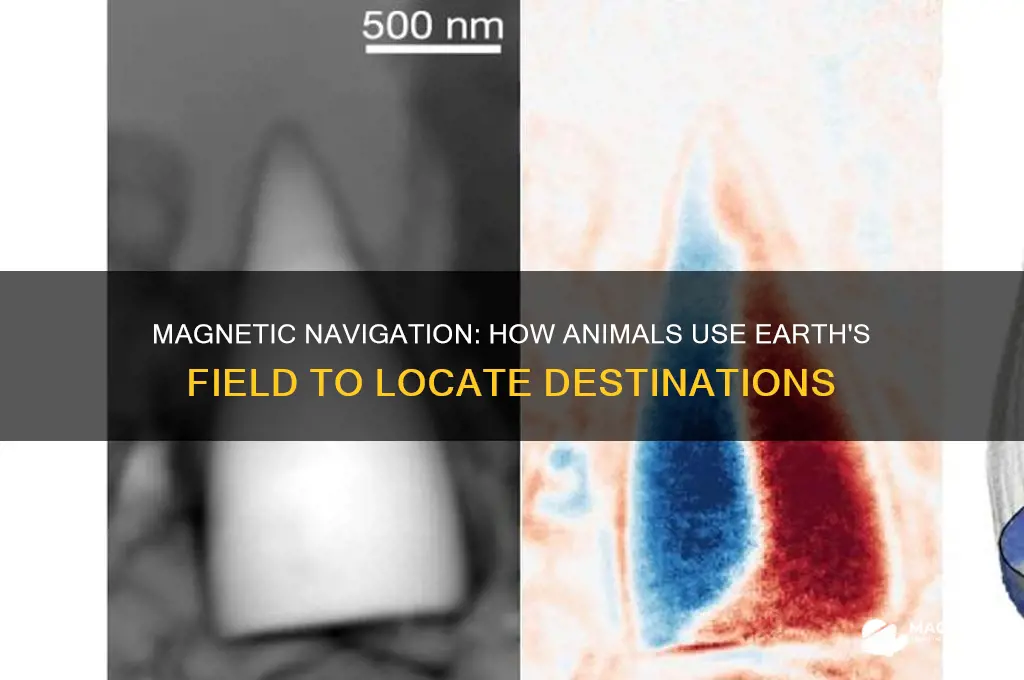how do animals use magnetic field to find location
