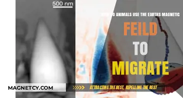 Earth's Magnetic Field: How Animals Navigate Migration Routes
