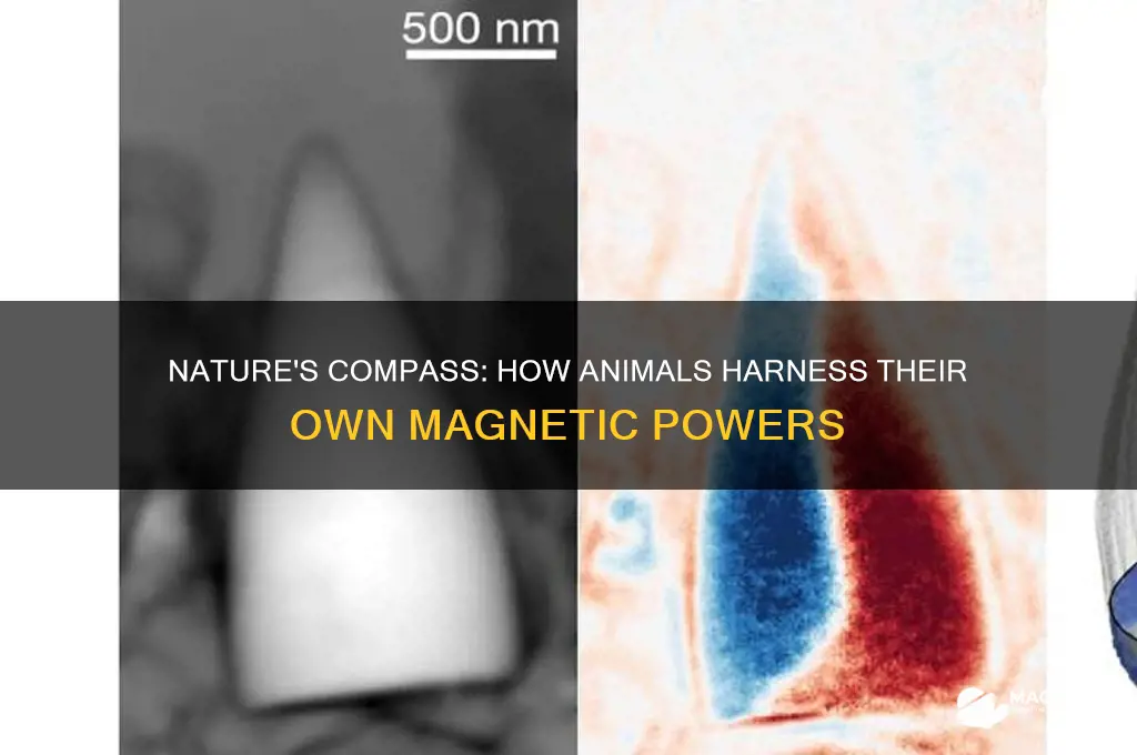 how do animals use their own natural magnetism