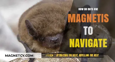 Magnetic Marvels: How Bats Navigate Using Earth's Invisible Forces