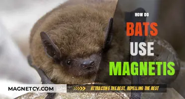 Bats' Magnetic Navigation: Unveiling Their Compass-Like Abilities