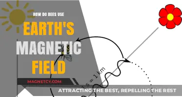 How Bees Navigate Using Earth's Magnetic Field: Unveiling Nature's Secrets