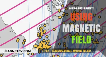 Magnetic Marvels: Unveiling Birds' Navigation Secrets Through Earth's Fields