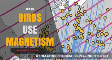 Magnetic Marvels: How Birds Navigate Earth's Invisible Forces