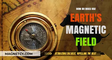 Dogs and Earth's Magnetic Field: Uncovering Canine Navigation Secrets