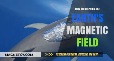 Dolphins' Magnetic Navigation: Unveiling Earth's Field Secrets