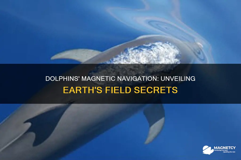 how do dolphins use earth