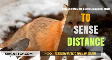 Foxes' Magnetic Compass: Navigating Distances with Earth's Field