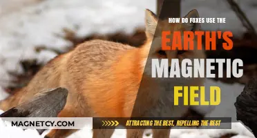 Foxes' Magnetic Compass: Navigating Earth's Field for Survival and Hunting