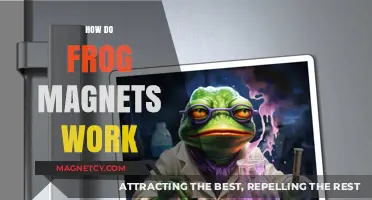 Exploring the Science Behind Frog Magnets: A Fascinating Journey