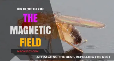 Fruit Flies' Magnetic Navigation: Unlocking the Secrets of Their Compass Sense