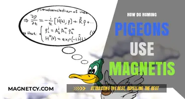 Magnetic Navigation: How Homing Pigeons Use Earth's Magnetism to Find Home