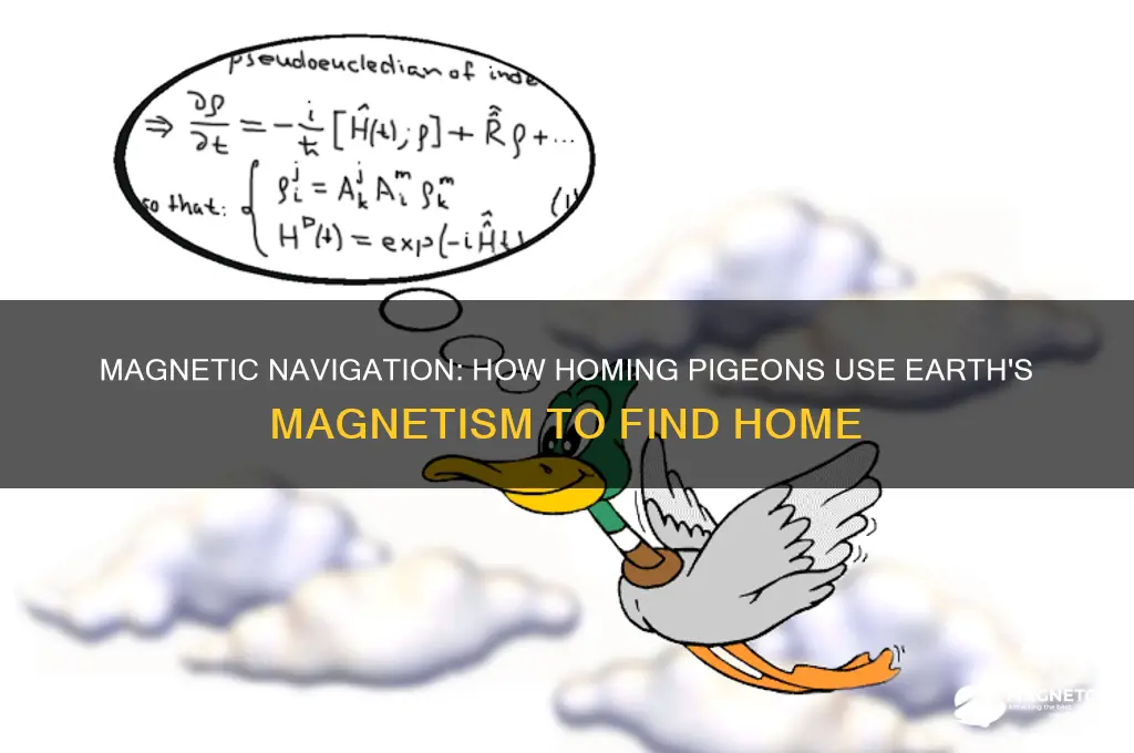 how do homing pigeons use magnetism