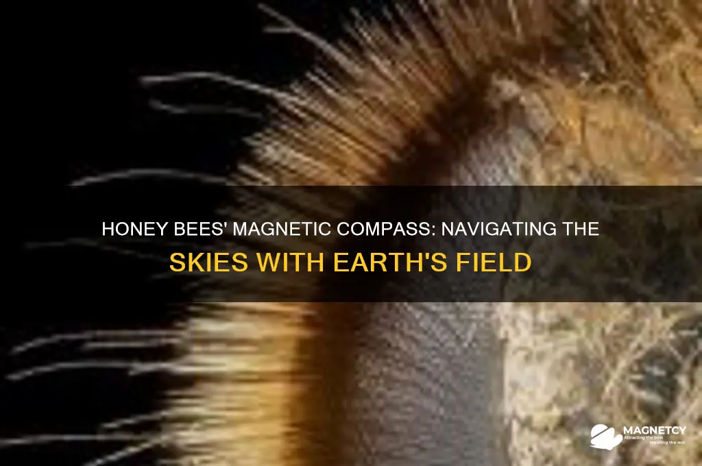 how do honey bees use magnetism to find their way