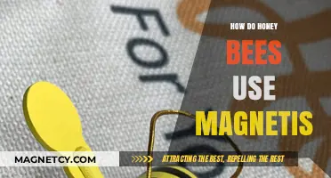 Honey Bees' Magnetic Secrets: Navigation and Survival Strategies Explained