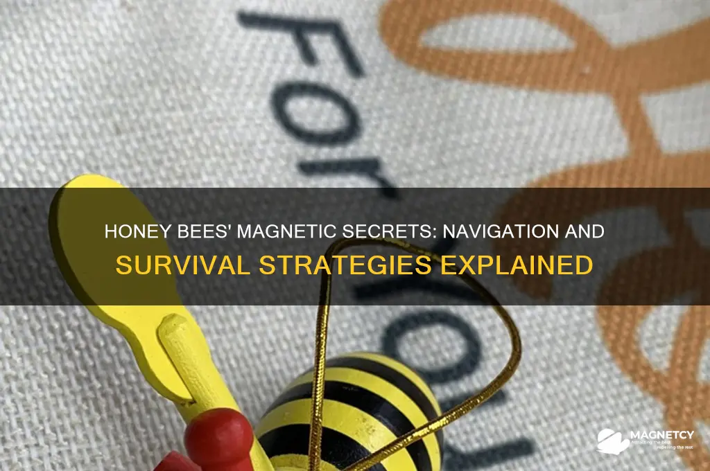 how do honey bees use magnetism
