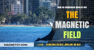 Humpback Whales' Magnetic Navigation: Unlocking the Secrets of Ocean Travel