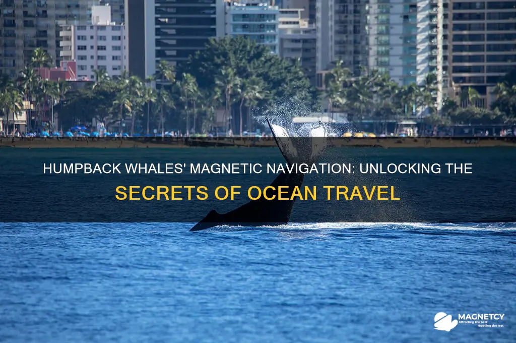 how do humpback whales use the magnetic field