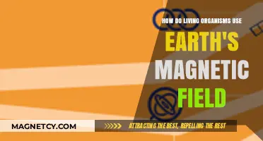 Earth's Magnetic Field: How Living Organisms Navigate and Thrive