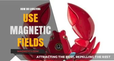 How Lobsters Navigate Oceans Using Earth's Magnetic Fields