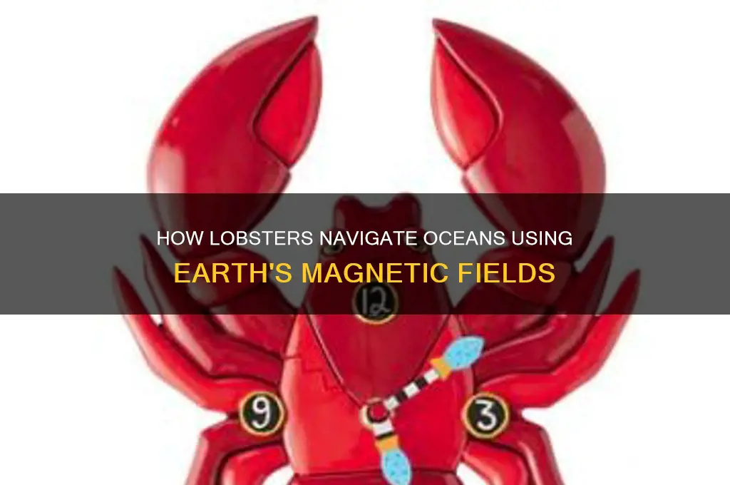 how do lobsters use magnetic fields