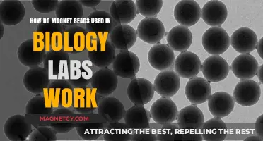 Understanding Magnetic Beads: Functionality in Biological Laboratory Applications