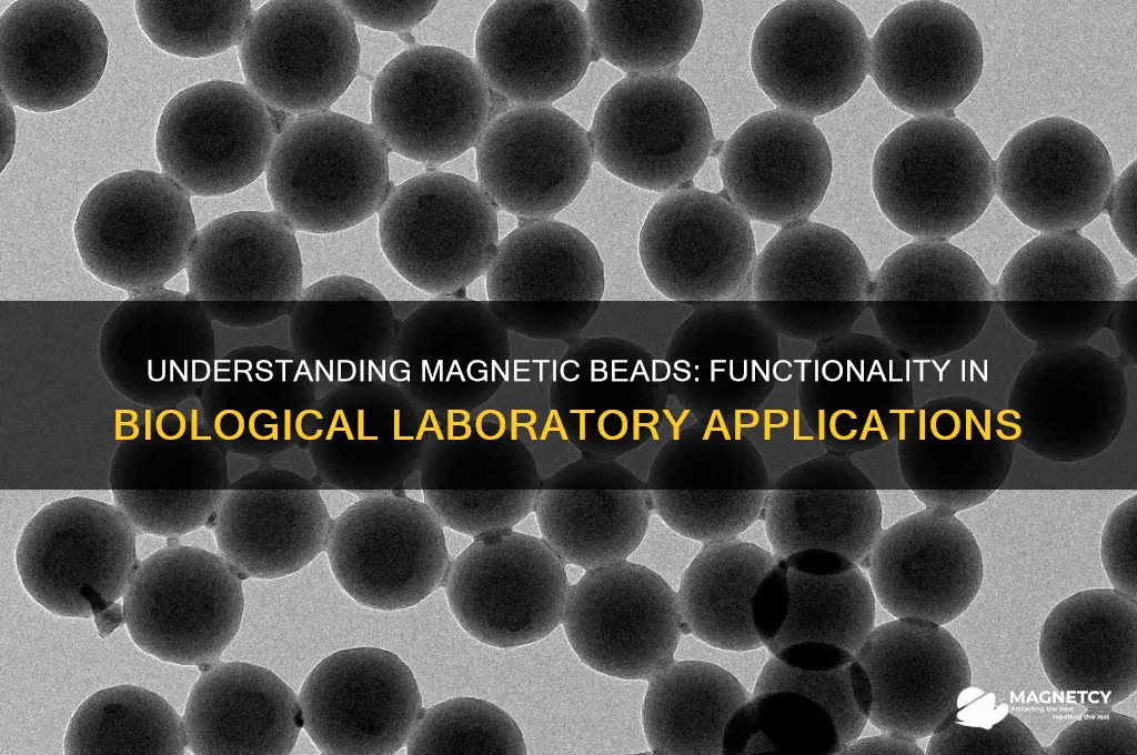 how do magnet beads used in biology labs work