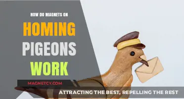 Unveiling the Mystery: How Magnets Guide Homing Pigeons