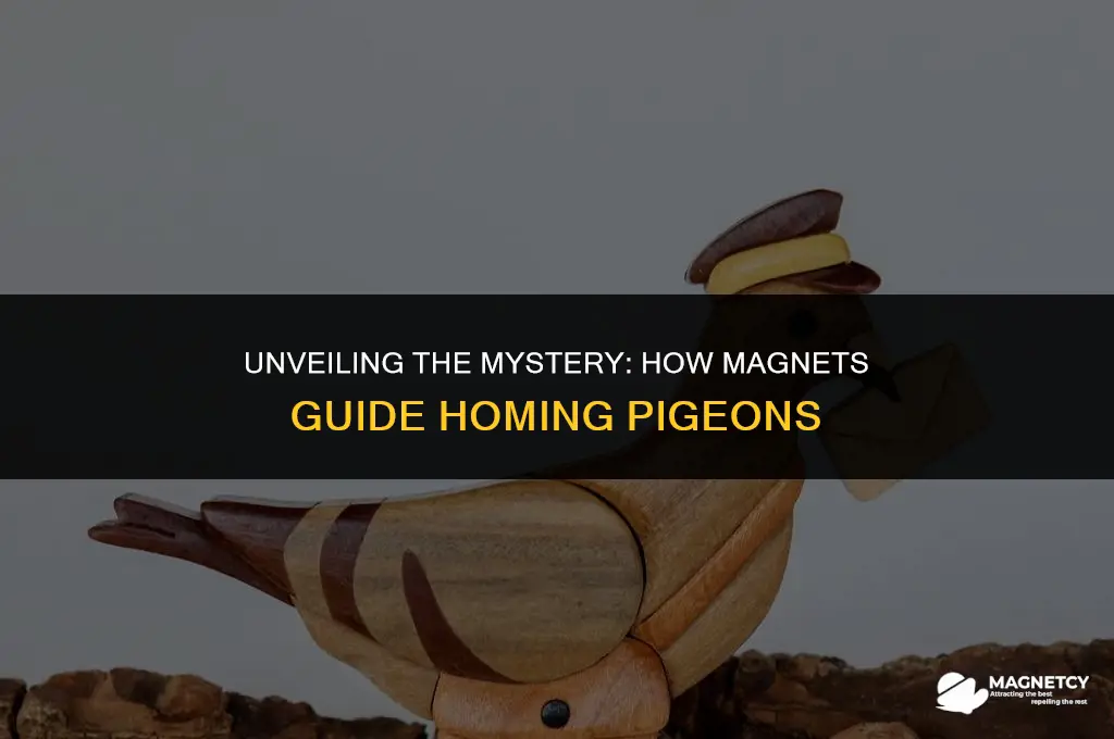how do magnets on homing pigeons work