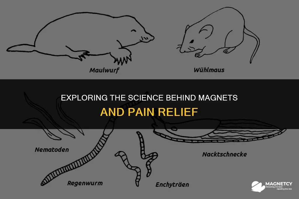 how do magnets work for pain