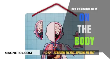 Exploring the Science: How Magnets Influence the Human Body