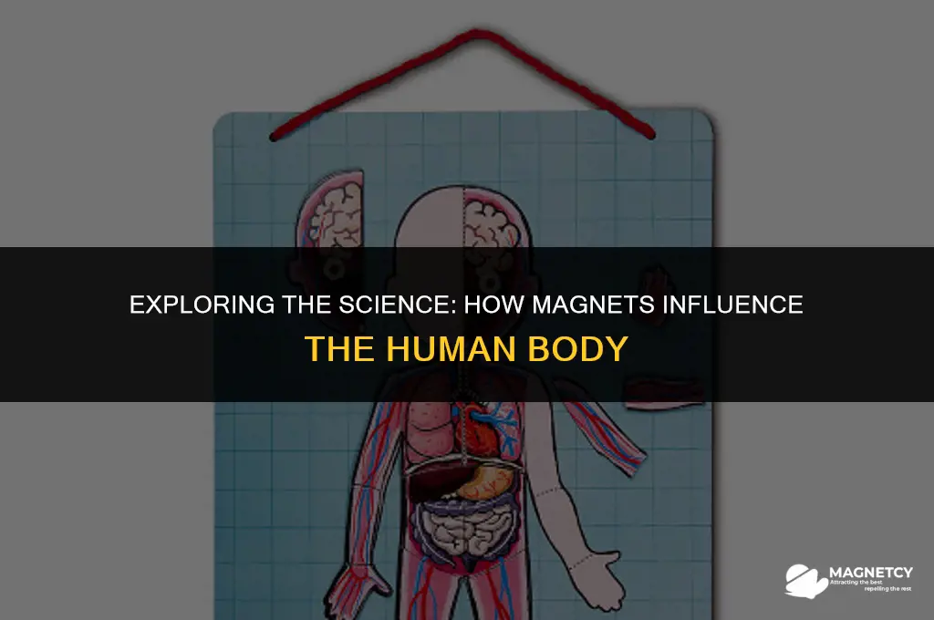 how do magnets work on the body