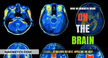Exploring the Mind-Magnet Connection: How Magnets Influence Brain Function