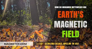 Monarch Butterflies: Navigating Earth's Magnetic Field for Migration Mastery