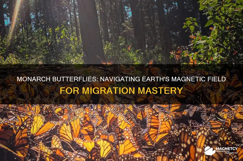 how do monarch butterflies use earth