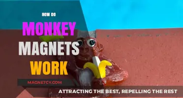 Unveiling the Mystery: How Monkey Magnets Work
