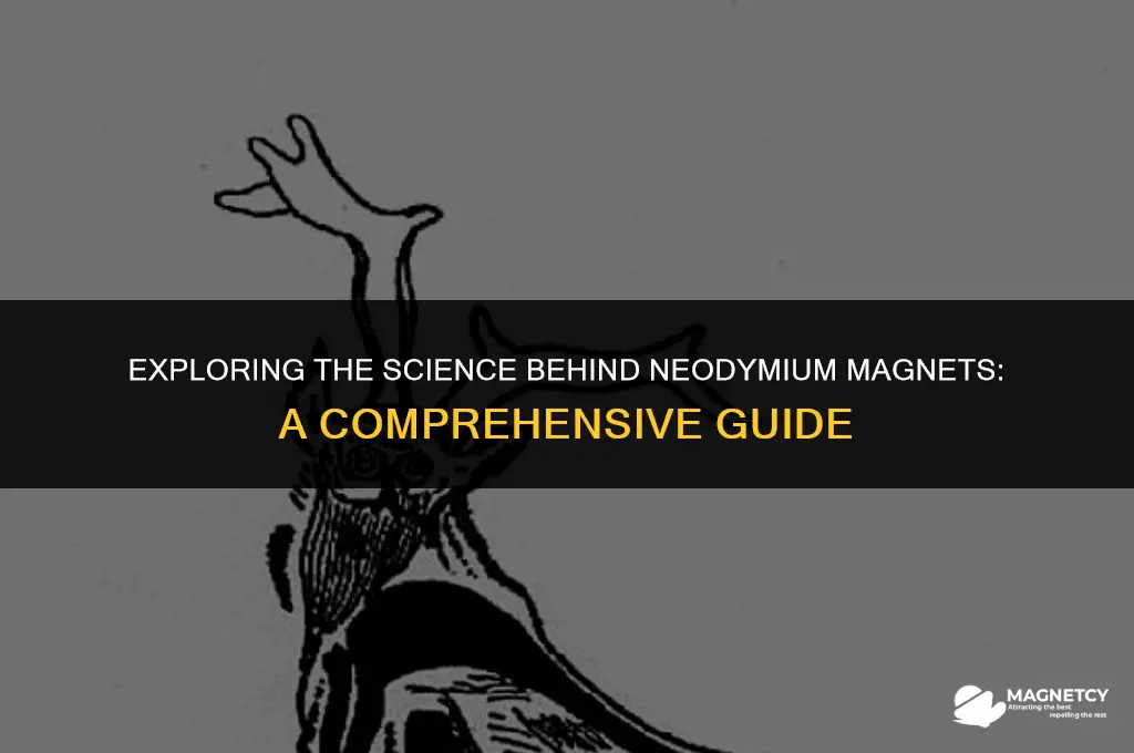 how do neodymium magnets work