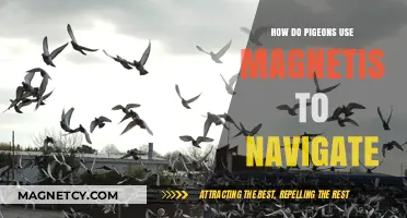 Magnetic Marvels: How Pigeons Navigate Using Earth's Magnetic Fields