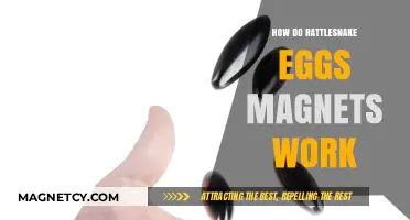 Exploring the Science Behind Rattlesnake Eggs and Their Magnetic Properties