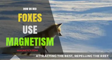 Red Foxes and Magnetism: Unveiling Nature's Compass-Guided Survival Secrets