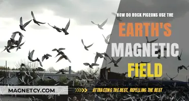How Rock Pigeons Navigate Using Earth's Magnetic Field