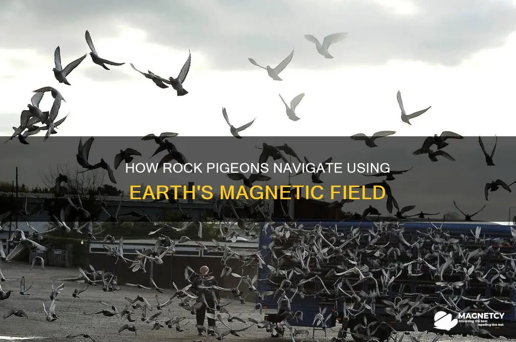 how do rock pigeons use the earth
