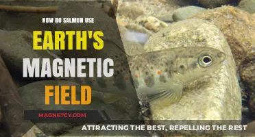 How Salmon Navigate Oceans Using Earth's Magnetic Field