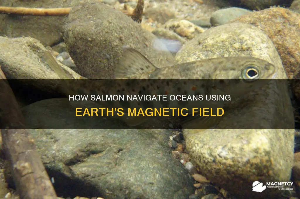 how do salmon use earth