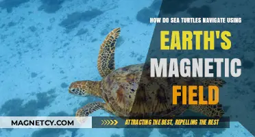Earth's Magnetic Compass: Unveiling Sea Turtles' Navigation Secrets