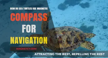 Magnetic Marvels: How Sea Turtles Navigate Oceans Using Earth's Compass