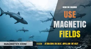Sharks' Magnetic Sense: Navigating Oceans with Earth's Hidden Forces